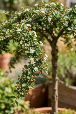 Cotoneaster procumbens 'Queen of Carpets' sur tige 120 cm C7,5