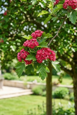Crataegus media 'Paul's Scarlet' sur tige 120 cm C10