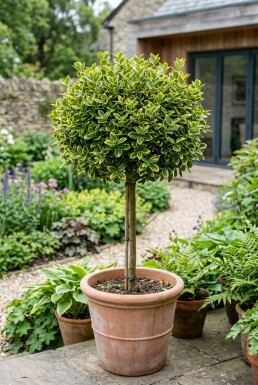Euonymus fortunei 'Emerald 'n' Gold' sur tige 40 cm C4