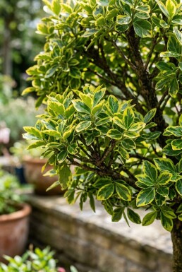 Euonymus fortunei 'Emerald 'n' Gold' sur tige 40 cm C4
