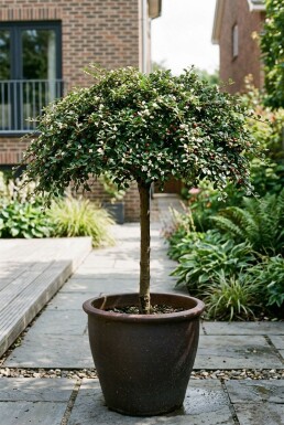 Cotoneaster procumbens 'Queen of Carpets' sur tige 60 cm C4
