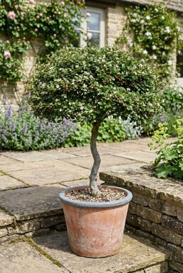 Cotoneaster dammeri 'Streibs Findling' sur tige 60 cm C4