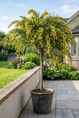 Cytisus 'Golden Tears' sur tige 60 cm C4