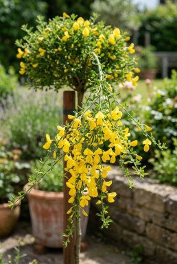 Cytisus 'Golden Tears' sur tige 60 cm C4