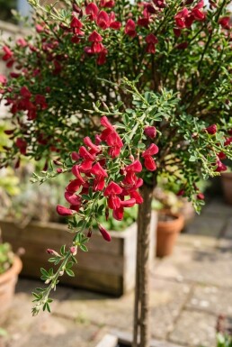 Cytisus 'Boskoop Ruby' sur tige 60 cm C4