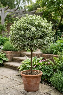 Euonymus fortunei 'Emerald Gaiety' sur tige 60 cm C4