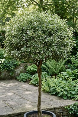 Euonymus fortunei 'Emerald Gaiety' sur tige 60 cm C4