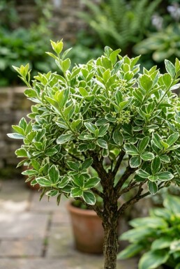 Euonymus fortunei 'Emerald Gaiety' sur tige 60 cm C4
