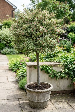 Cotoneaster atropurpureus 'Variegatus' sur tige 80 cm C5
