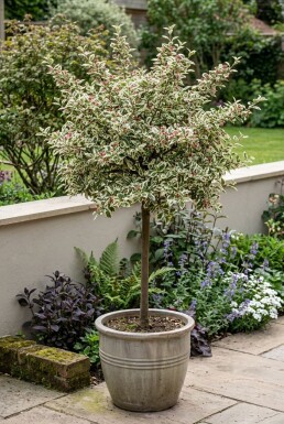 Cotoneaster atropurpureus 'Variegatus' sur tige 80 cm C5