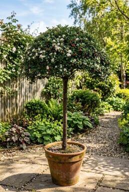 Cotoneaster dammeri 'Namsham' sur tige 80 cm C5