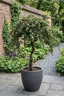 Cotoneaster suecicus 'Coral Beauty' sur tige 80 cm C5