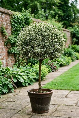 Euonymus fortunei 'Harlequin' sur tige 80 cm C5