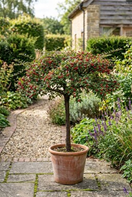 Cotoneaster horizontalis sur tige 80 cm C5