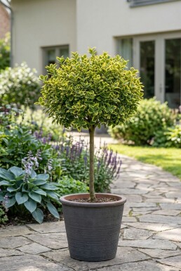 Euonymus fortunei 'Emerald 'n' Gold' sur tige 80 cm C5