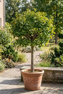 Ginkgo biloba 'Mariken' sur tige 100 cm C7,5
