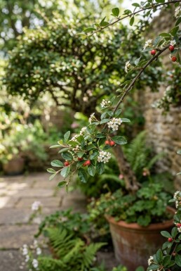 Cotoneaster dammeri 'Major' sur tige 120 cm C7,5