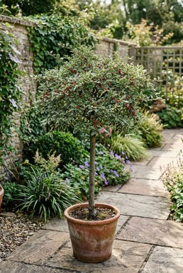 Cotoneaster suecicus 'Juliette' sur tige 120 cm C7,5