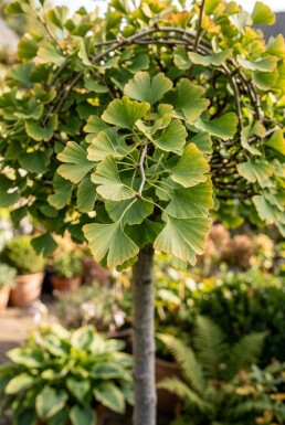 Ginkgo biloba 'Mariken' sur tige de 80 cm C7,5