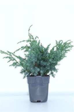 Juniperus chinensis 'Blue Alps' arbuste 15-20 cm C1
