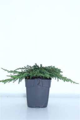 Juniperus communis 'Green Carpet' arbuste 15-20 cm C1
