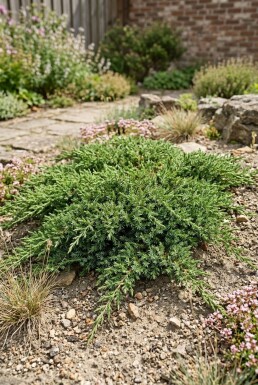 Juniperus communis 'Green Carpet' arbuste 15-20 cm C1