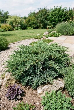 Juniperus horizontalis 'Andorra Compacta' arbuste 15-20 cm C1