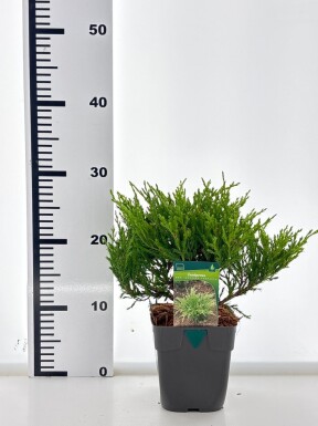 Juniperus horizontalis 'Andorra Compacta' arbuste 15-20 cm C1
