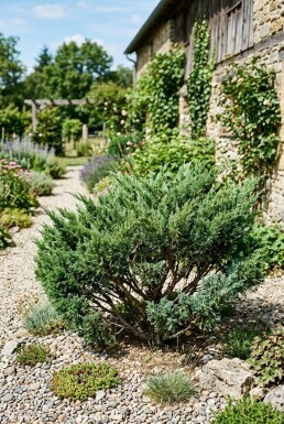 Juniperus chinensis 'San Jose' arbuste 20-30 cm C2