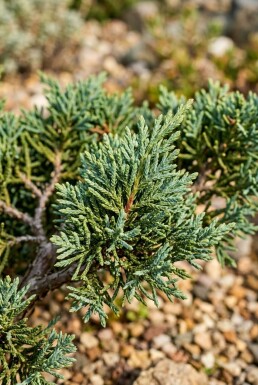 Juniperus chinensis 'San Jose' arbuste 20-30 cm C2
