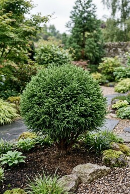 Cryptomeria japonica 'Vilmoriniana' arbuste 15-20 cm C2