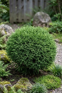 Cryptomeria japonica 'Vilmoriniana' arbuste 15-20 cm C2