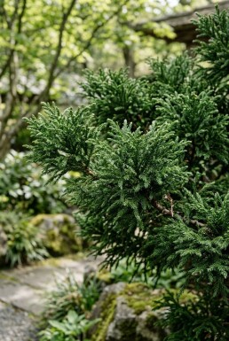 Cryptomeria japonica 'Vilmoriniana' arbuste 15-20 cm C2