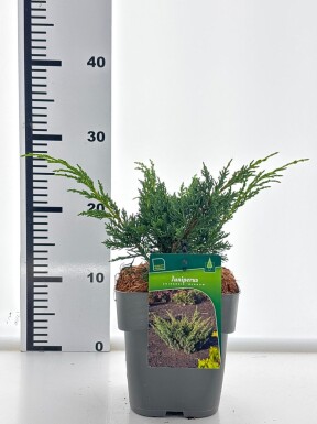 Juniperus chinensis 'Blue Alps' arbuste 20-30 cm C2