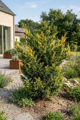 Juniperus pfitzeriana 'Kuriwao Gold' arbuste 15-20 cm C2