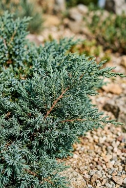 Juniperus conferta 'Blue Pacific' arbuste 15-20 cm C2