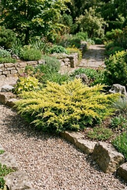 Juniperus horizontalis 'Limeglow' arbuste 15-20 cm C2