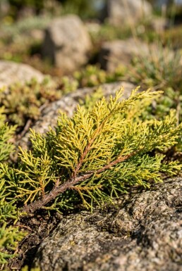 Juniperus horizontalis 'Limeglow' arbuste 15-20 cm C2
