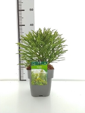 Cryptomeria japonica 'Little Champion' arbuste 30-40 cm C2
