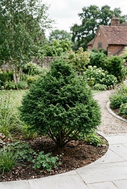 Cryptomeria japonica 'Little Champion' arbuste 30-40 cm C2