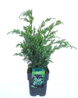 Juniperus chinensis 'Blue Alps' arbuste 30-40 cm C2