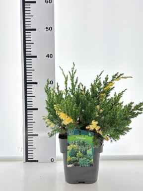 Juniperus chinensis 'Expansa Variegata' arbuste 20-25 cm C2