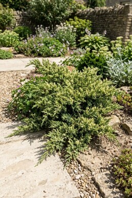 Juniperus chinensis 'Expansa Variegata' arbuste 20-25 cm C2
