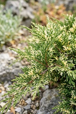 Juniperus chinensis 'Expansa Variegata' arbuste 20-25 cm C2