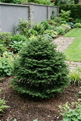 Abies balsamea 'Nana' arbuste 20-30 cm C2