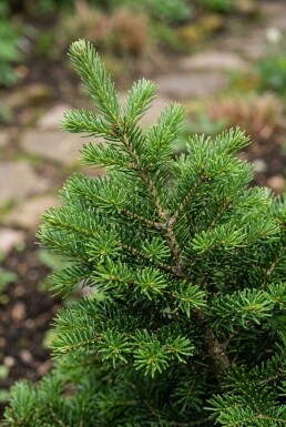 Abies balsamea 'Nana' arbuste 20-30 cm C2