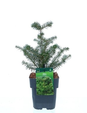 Abies koreana arbuste 20-30 cm C2