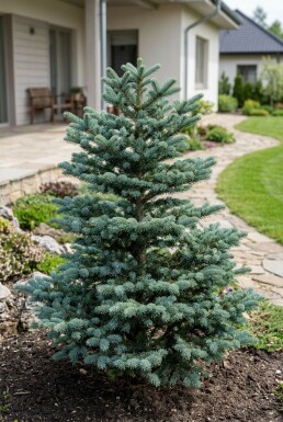 Abies koreana 'Blue Emperor' arbuste 20-30 cm C2