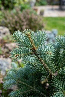 Abies koreana 'Blue Emperor' arbuste 20-30 cm C2