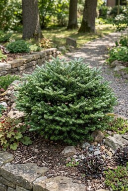 Abies koreana 'Kohout's Icebreaker' arbuste 20-30 cm C2